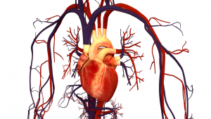 Enfermedad vascular periférica: ¿Qué es?